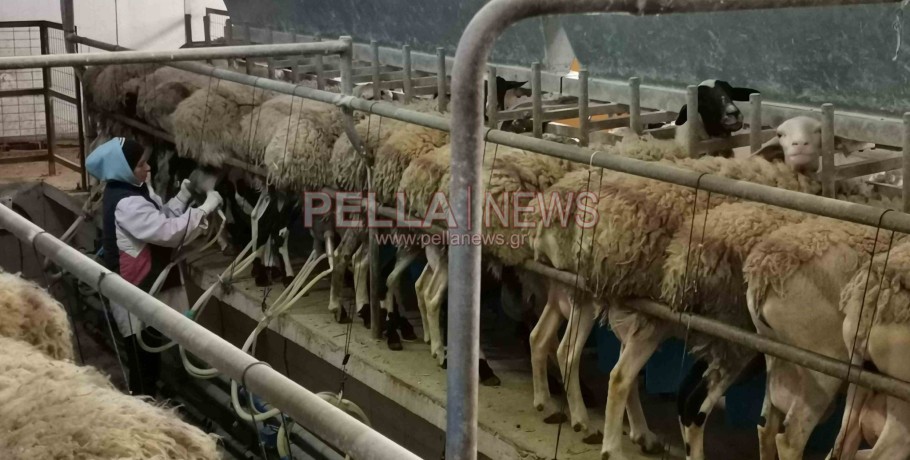 Ενημέρωση από τη Διεύθυνση Κτηνιατρικής της ΠΚΜ σχετικά με την ευλογιά προβάτων