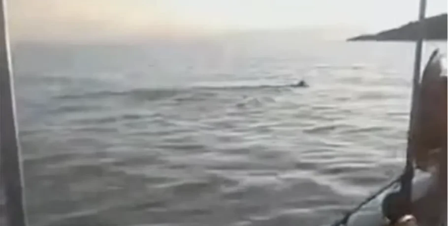 Μαγνησία: Εντοπίστηκε λύκος να κολυμπάει στον Παγασητικό -Βίντεο