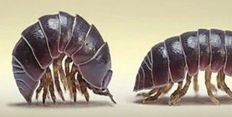 Rollie pollies ή Pill bugs