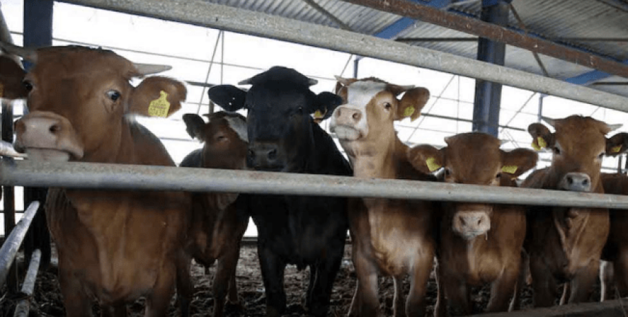 Δυσάρεστη έκπληξη για τους αγελαδοτρόφους τα τιμολόγια Δεκεμβρίου