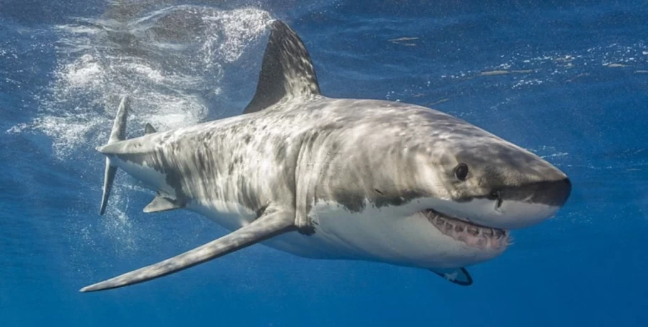 Μεξικό: Λευκός καρχαρίας αποκεφάλισε δύτη μπροστά στα μάτια ψαράδων