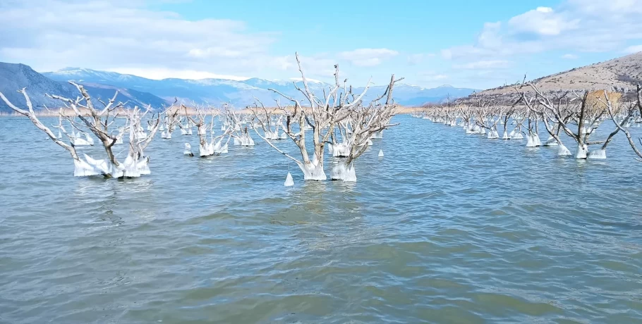 Οι «υδρόβιες» ροδακινιές της λίμνης Βεγορίτιδας