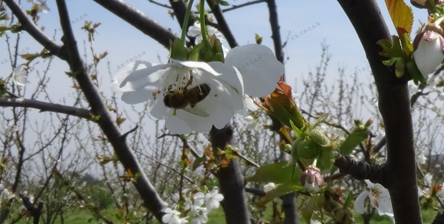 Έρευνα επιβεβαιώνει τις αρνητικές επιπτώσεις των γραμμών μεταφοράς ηλεκτρισμού και των κεραιών τηλεφωνίας στις μέλισσες