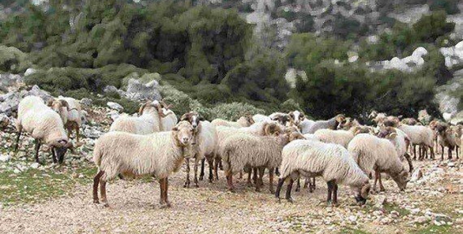 Ανακοινώσεις Δ/νσης Δασών Πέλλας για απαγόρευση βόσκησης αιγών σε περιοχές της Αλμωπίας