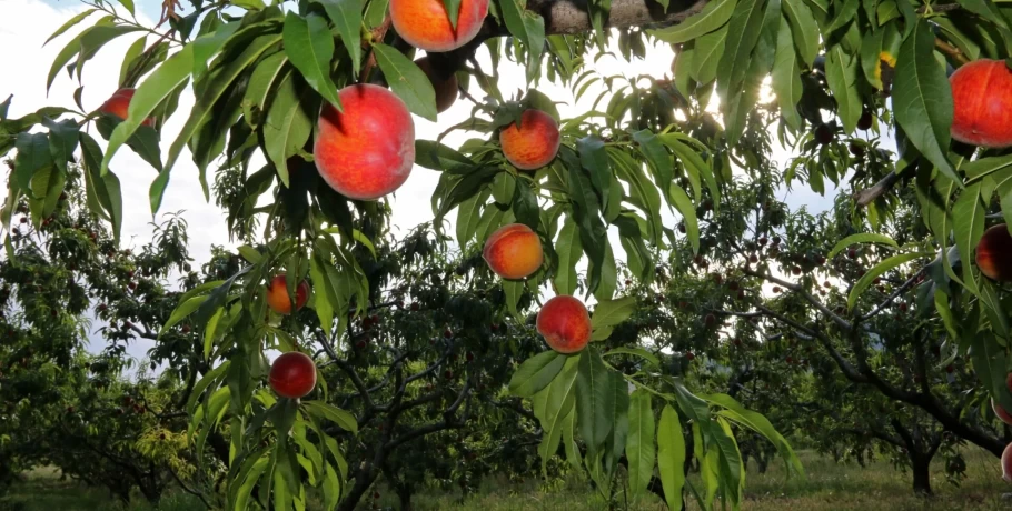 Αποζημιώσεις για ροδάκινα, βερίκοκα και νεκταρίνια μέσω de minimis – Δέσμευση αναγκαίων ποσών
