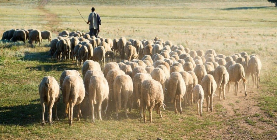ΥΠΑΑΤ: Καταβολή €7.125.334,50 σε 3.750 δικαιούχους κτηνοτρόφους του Μέτρου 22   Πηγή: Reporter.gr
