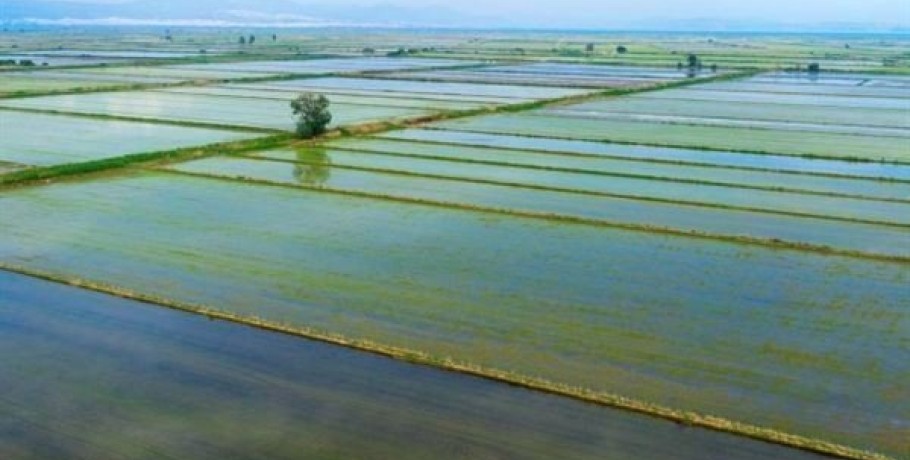 Θεσσαλονίκη: Στα 70.0000 ευρώ ανά χίλια στρέμματα το επιπλέον οικονομικό όφελος για τους ορυζοπαραγωγούς