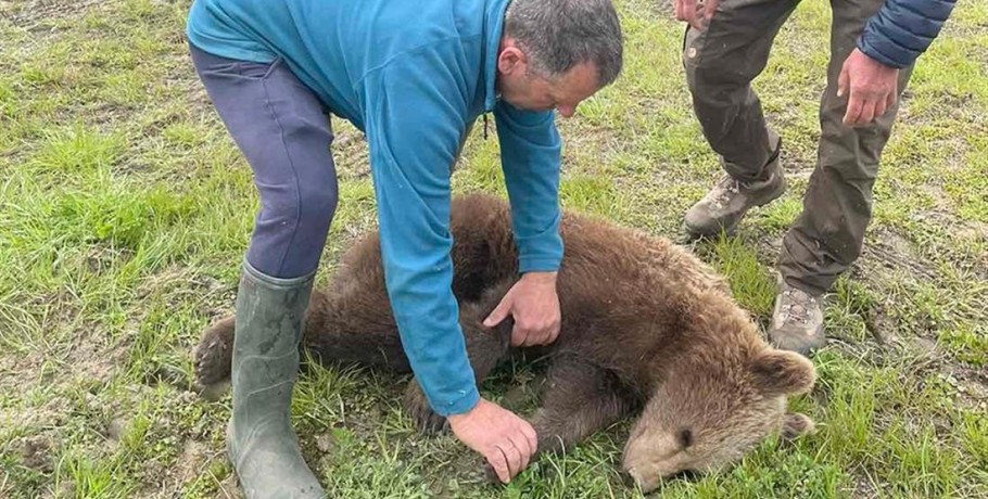 Πρέσπες: Διάσωση αρκούδας από παράνομη παγίδα