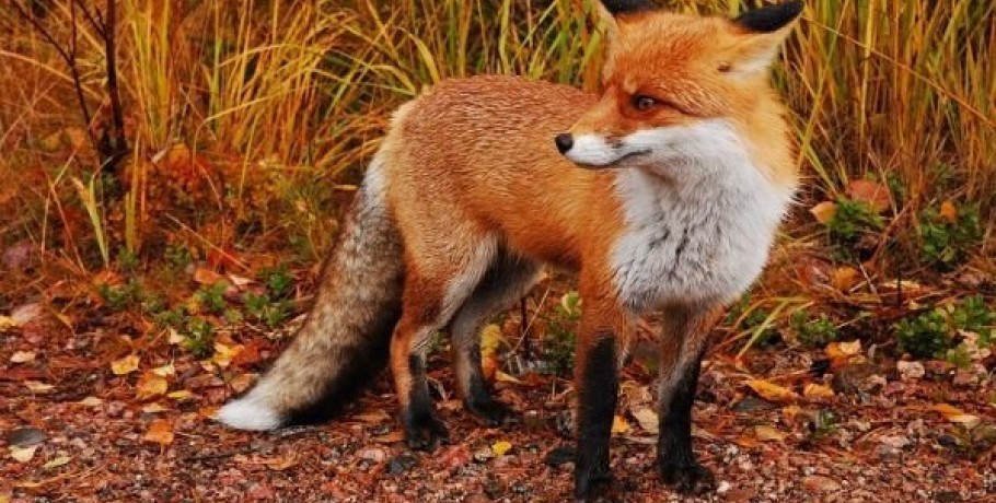 Ξεκινά νέα εμβολιαστική εκστρατεία αλεπούδων για καταπολέμηση και επιτήρηση της λύσσας