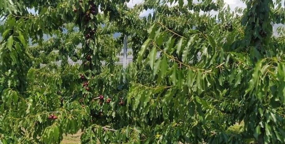 Αναρτήθηκαν τα πορίσματα του ΕΛΓΑ
