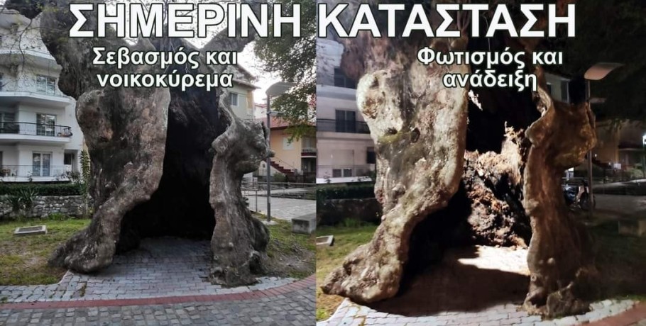 Δημήτρης Γιάννου: Περί πλατάνου