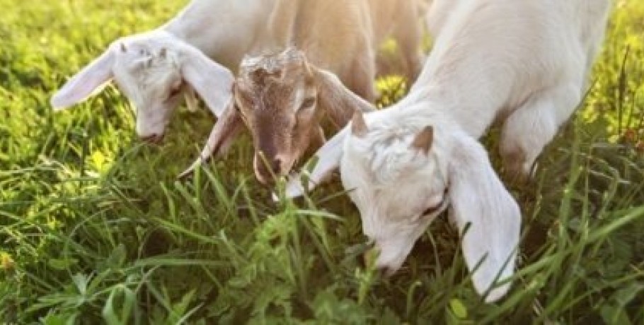 Πλήγμα για τους κτηνοτρόφους η ένταξη των αμνοεριφίων στο «καλάθι του νοικοκυριού», τονίζει ο ΣΕΚ