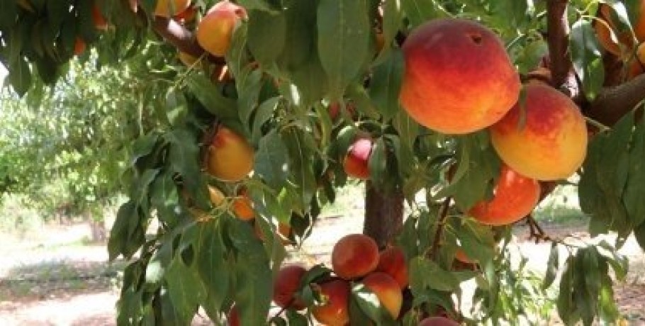 Ξεκίνησε η υποβολή δηλώσεων προβλημάτων που δημιουργεί η παραμορφωτική ασθένεια στα ροδάκινα