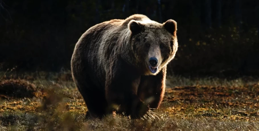 Ιταλία: Αρκούδα τραυμάτισε πεζοπόρο και τώρα σκοπεύουν να της κάνουν ευθανασία