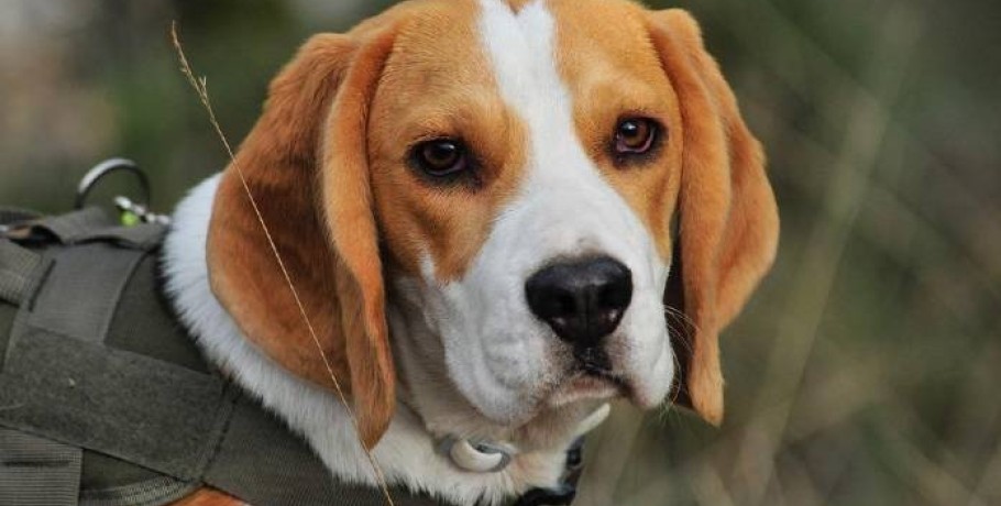 Οργισμένη ανακοίνωση της ΚΟΜΑΘ για την υποχρεωτική στείρωση των σκυλιών