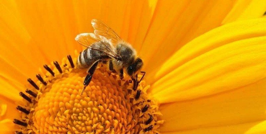 Μέλισσες: Προστασία από τους ψεκασμούς στην ανθοφορία