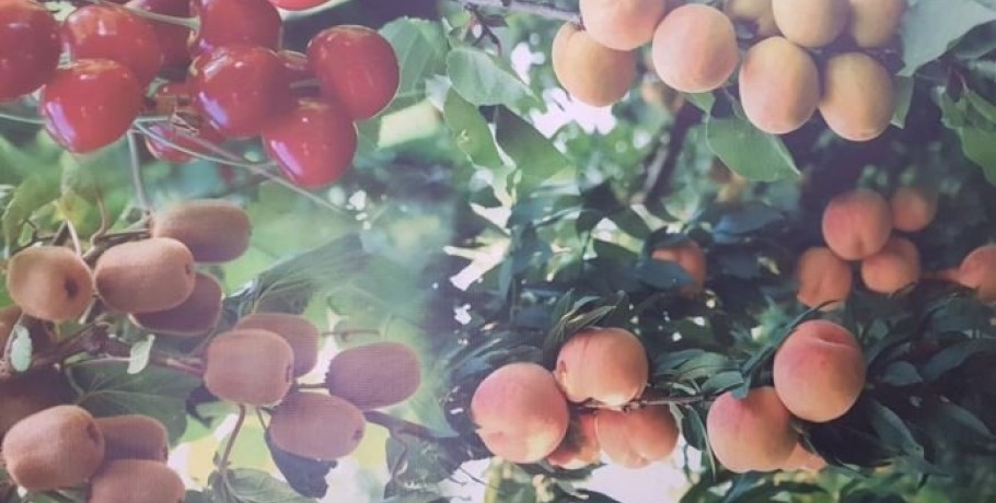 Επιστολή ΣΕΑΣ για τον παγετό