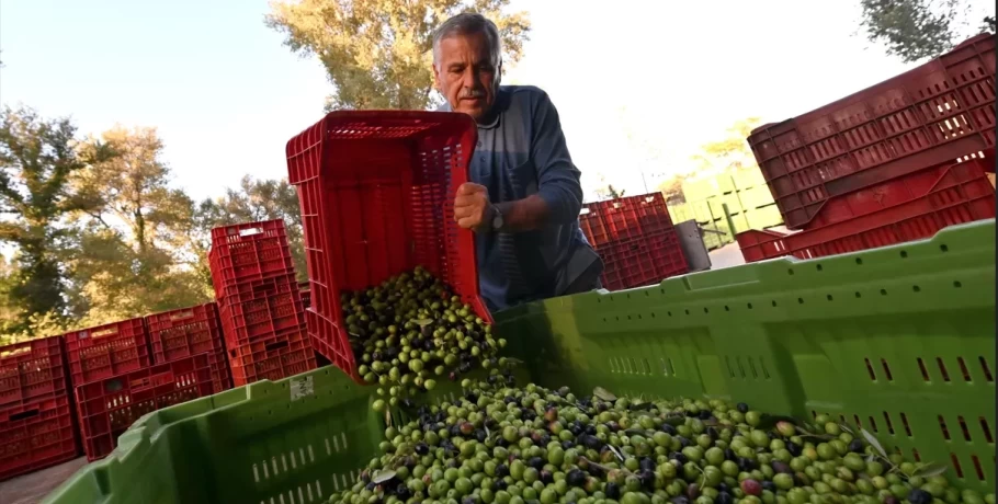 Άλμα στο ελαιόλαδο: Σε υψηλό 26 ετών λόγω πρόωρης ξηρασίας