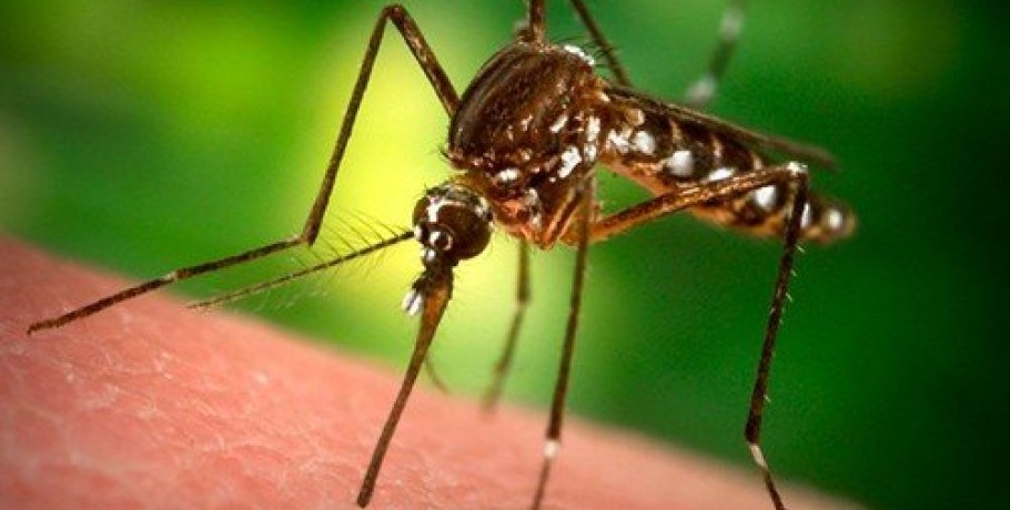 Πρόγραμμα δράσεων καταπολέμησης κουνουπιών στον Δήμο Αλμωπίας