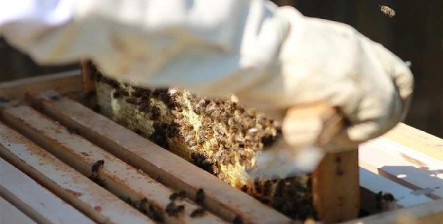Ανακοίνωση από τη Διεύθυνση Αγροτικής Οικονομίας Κτηνιατρικής της ΠΚΜ για τους ενεργούς μελισσοκόμους