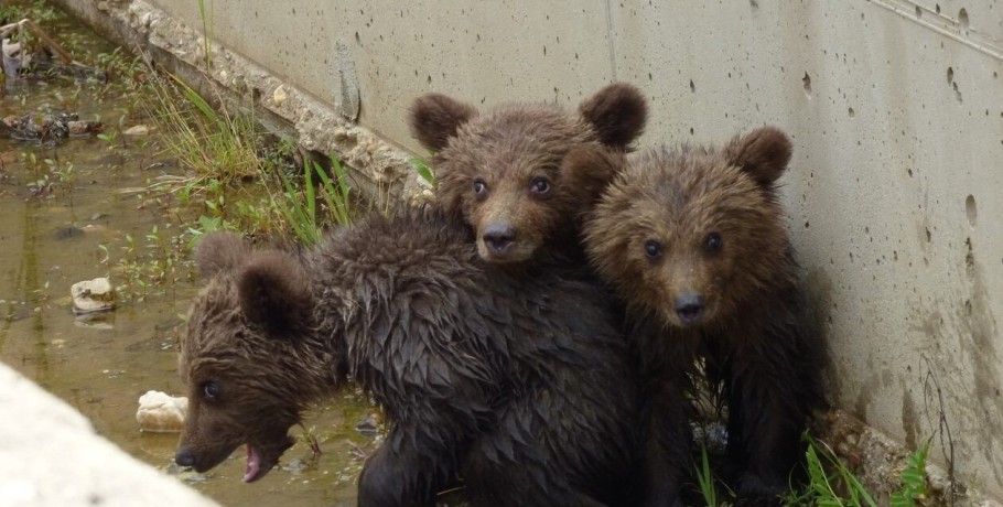 Φλώρινα: Σώθηκαν τα τρία μικρά αρκουδάκια που εγκλωβίστηκαν στο φράγμα