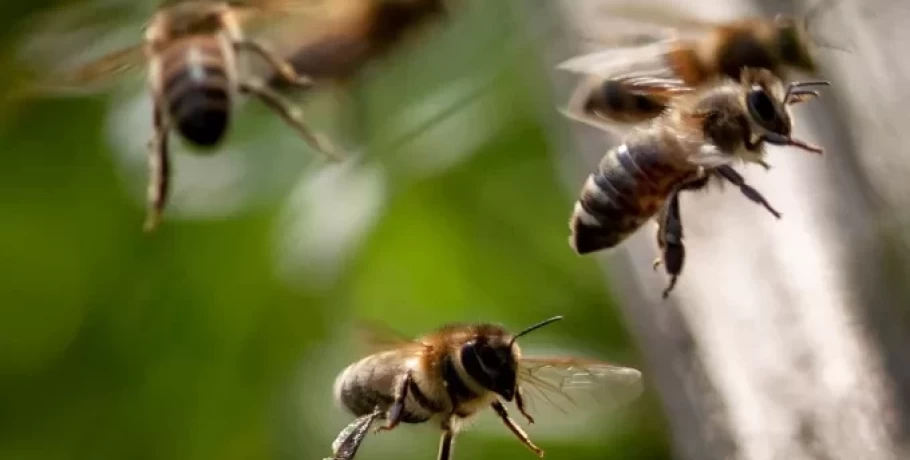 Χανιά: Στο νοσοκομείο με πολλαπλά τσιμπήματα από μέλισσες μεταφέρεται 35χρονος