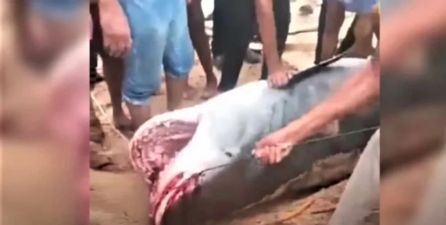 Αίγυπτος: Θηλυκός, έγκυος και 500 κιλά ήταν ο καρχαρίας-τίγρης που κατασπάραξε τον 23χρονο Ρώσο