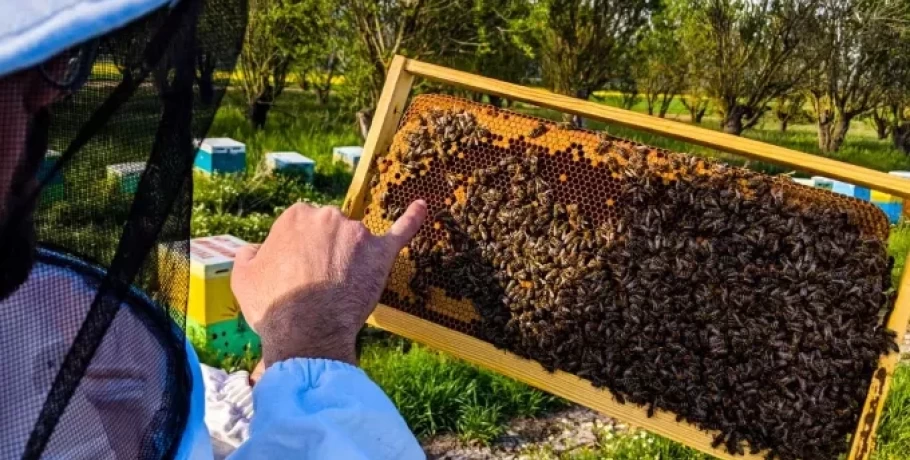 Μειωμένη κατά 70% η παραγωγή μελιού στην Κεντρική Μακεδονία λόγω βροχοπτώσεων