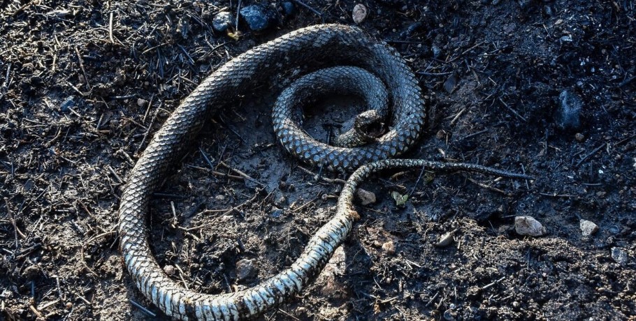Τρίκαλα: Φίδι σκόρπισε τον πανικό στο κέντρο της πόλης – Κινδύνευσε παιδί