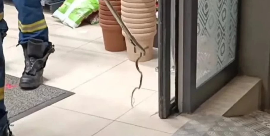 Φίδι αναστάτωσε ένα σούπερ μάρκετ στον Βόλο