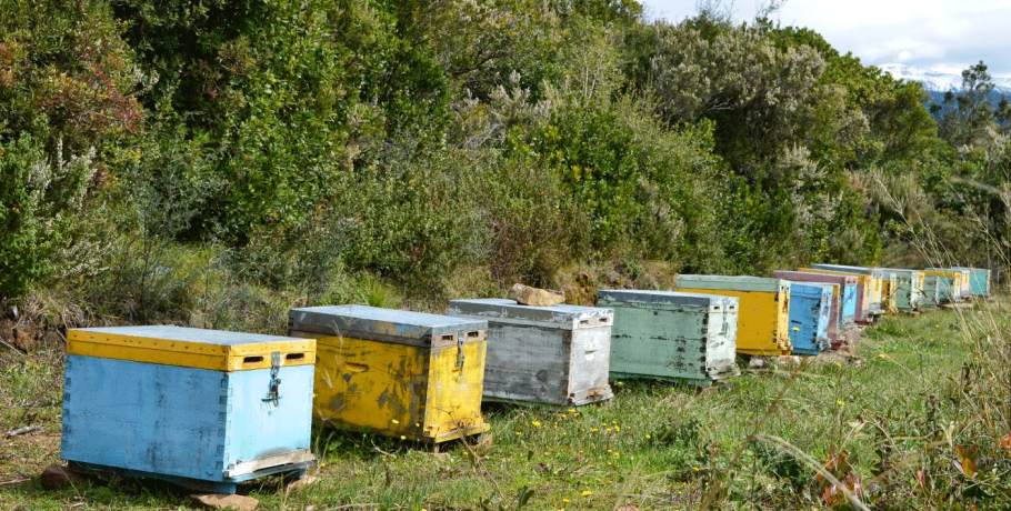 ΥΠΑΑΤ: Παρατείνονται οι αιτήσεις μελισσοκόμων για εξοπλισμό για τη διευκόλυνση των μετακινήσεων