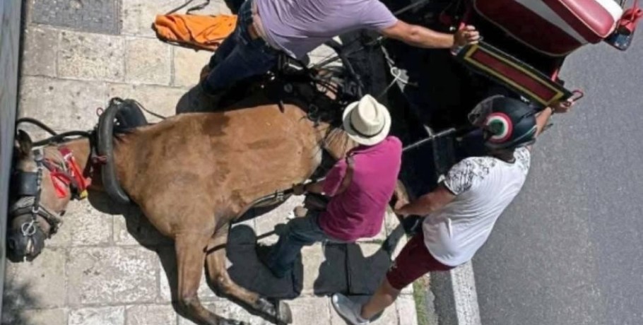 Παρέμβαση του Αρείου Πάγου για τον θάνατο του αλόγου στην Κέρκυρα