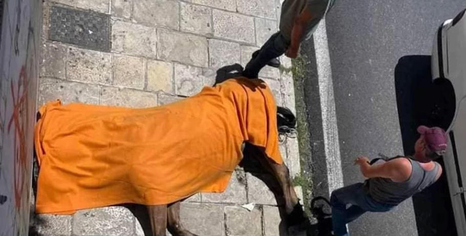 «Από φυσικά αίτια» ο θάνατος του αλόγου που ξεψύχησε στο δρόμο στην Κέρκυρα