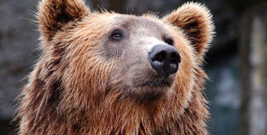 Συνέχεια στο σίριαλ με την αρκούδα που σκότωσε δρομέα - Δεν ακυρώνουν την θανάτωσή της