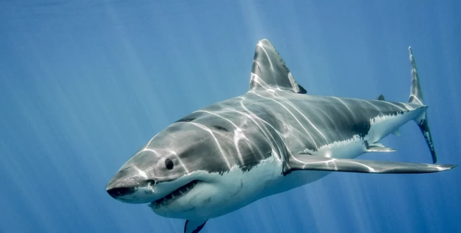 Επιστήμονες πιστεύουν πως καρχαρίες… τρώνε πακέτα κοκαΐνης που πετούν οι λαθρέμποροι στη θάλασσα