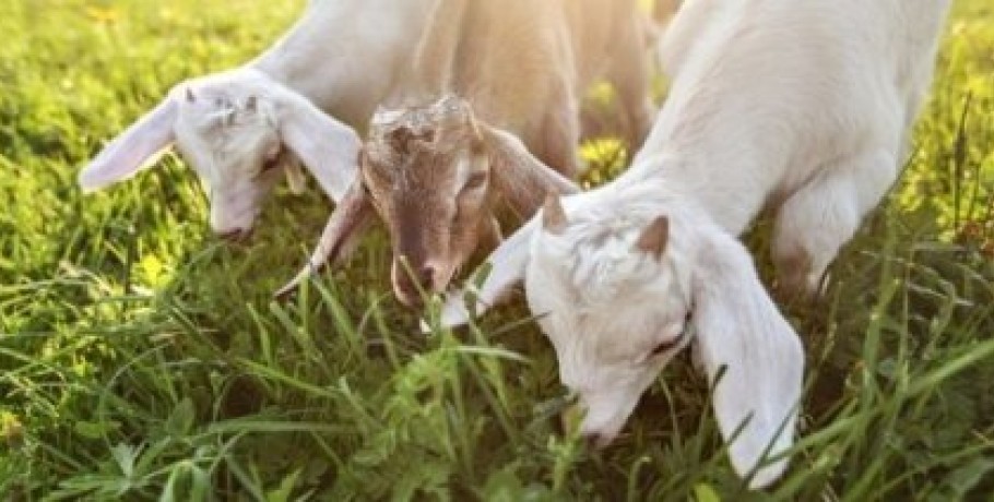Μέτρα αναστροφής της συρρίκνωσης του κτηνοτροφικού κλάδου ζητά η ΕΘΕΑΣ