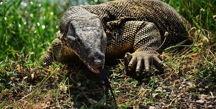 Συναγερμός στη Ρόδο για τον «κροκόδειλο» που εθεάθη σε ποτάμι – Οι ερπετολόγοι μιλούν για πιθανή ελευθέρωση lizard monitor