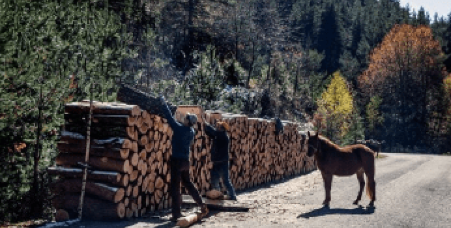 Πολύγυρος: Ιδιοκτήτης αλόγου το άφηνε δεμένο στον ήλιο- Καταγγελία φιλοζωικού σωματείου