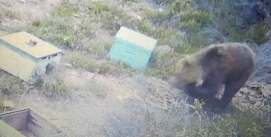 Χαλκιδική: Αρκούδα επανεμφανίστηκε στον Ταξιάρχη - Κατέστρεψε μελίσσια, άρπαξε πρόβατα