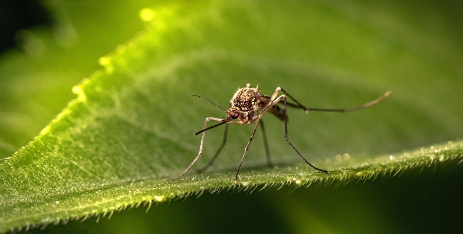 Δήμος Αλμωπίας: το πρόγραμμα της εβδομάδος για την καταπολέμηση των κουνουπιών