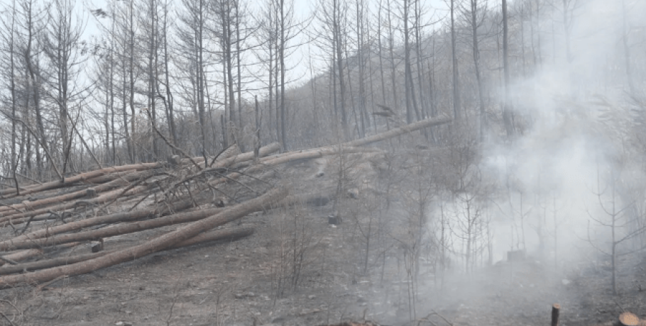 Θλιβερή πρωτιά: Στον Έβρο η μεγαλύτερη πυρκαγιά της Ευρώπης