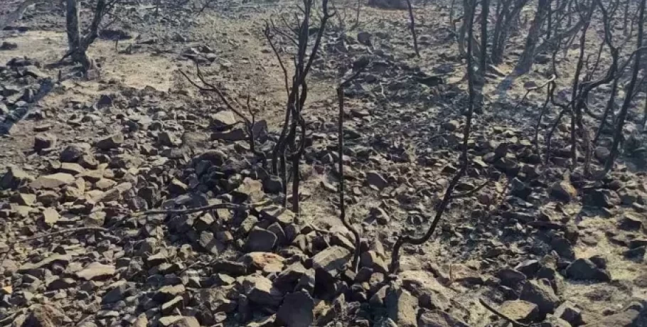 Έβρος: Κάηκαν 1.200 κυψέλες, 910 μικρόσωμα ζώα, οκτώ αγελάδες και πάνω από 50 ποιμνιοστάσια