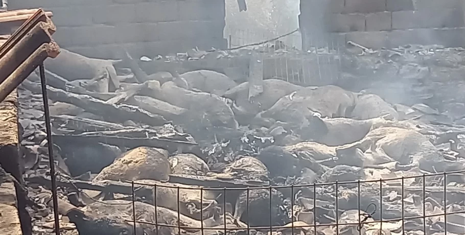 Με απόφαση Αυγενάκη - Λυκουρέντζου απαλλάσσονται από εκτιμητικά τέλη πυρόπληκτοι κτηνοτρόφοι