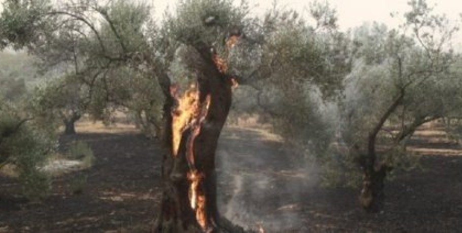 Το πλαίσιο στήριξης πυρόπληκτων αγροτών, επιχειρήσεων και νοικοκυριών του Έβρου