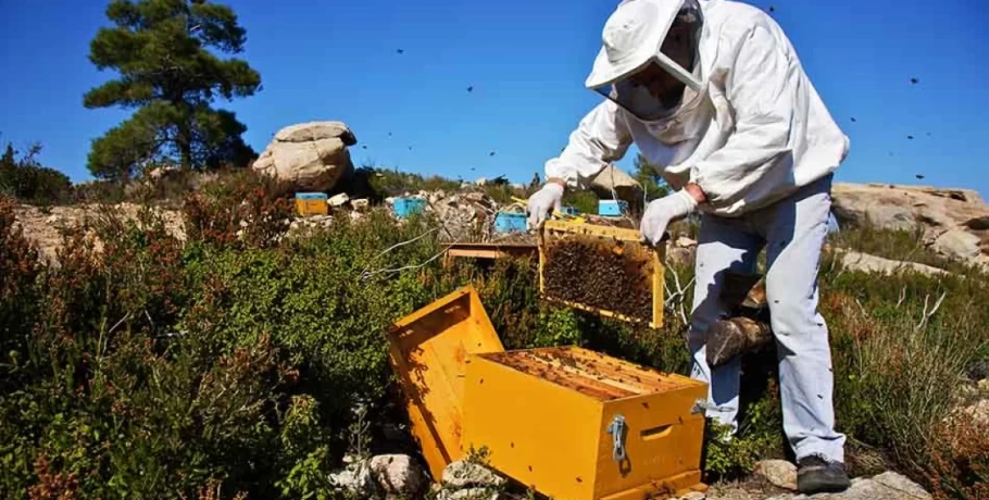 Μέλισσες: Οι επιπτώσεις των πυρκαγιών και της κλιματικής καταστροφής στους αρχαιότερους κατοίκους της Γης