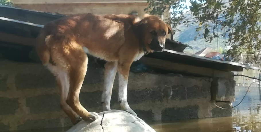 Καρδίτσα: Η διάσωση του σκύλου Ρήγα που έμεινε εγκλωβισμένος 10 μέρες στα νερά