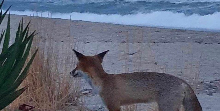 Θεσσαλονίκη: Αλεπού βολτάρει στην παραλία Ασπροβάλτας