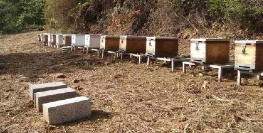 Πολλά τα ερωτηματικά για τις αποζημιώσεις του ΕΛΓΑ προς τους πληγέντες μελισσοκόμους