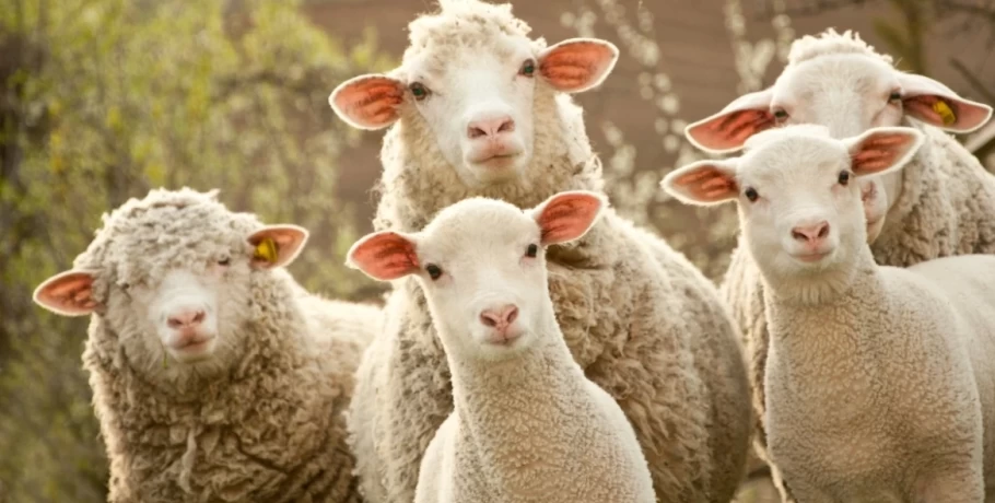 «Τα πρόβατα έφαγαν 300 κιλά χασίς και πρασινάδα, πηδούσαν πιο ψηλά απ’ τα κατσίκια» λέει ο ιδιοκτήτης της καλλιέργειας