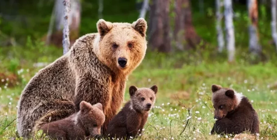 Φλώρινα: Λαθροκυνηγός πυροβόλησε και σκότωσε αρκουδάκι λίγων μηνών, δίπλα στη μητέρα του